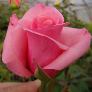 Rosa  Meichim - różowy  - róża wielkokwiatowa - Hybrid Tea